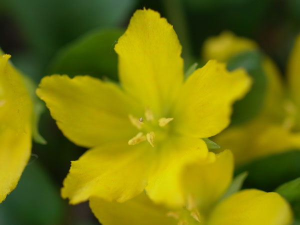 f:id:elmikamino:20100703130031j:image