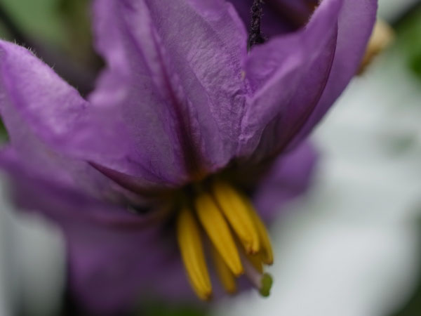 f:id:elmikamino:20100703130035j:image