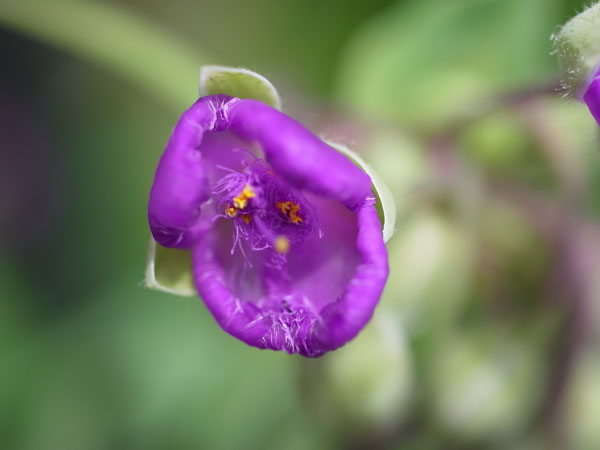 f:id:elmikamino:20100703130036j:image