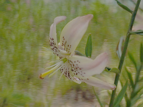 f:id:elmikamino:20100703130040j:image