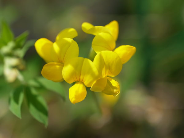 f:id:elmikamino:20100703130042j:image