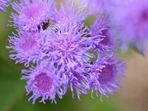 f:id:elmikamino:20100703130044j:image
