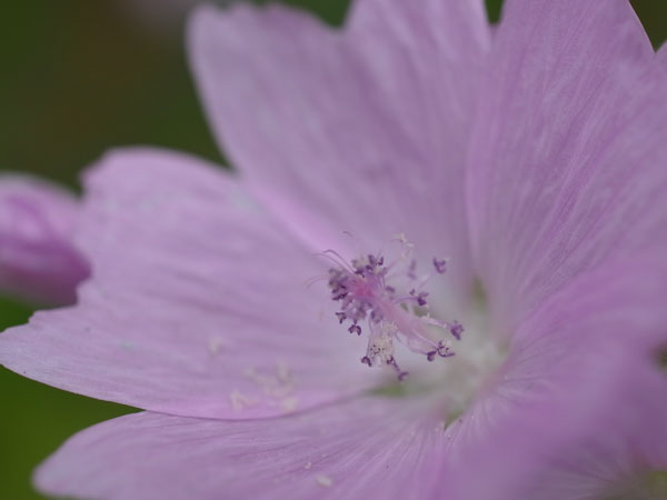 f:id:elmikamino:20100703130045j:image
