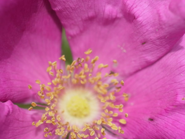 f:id:elmikamino:20100703130049j:image