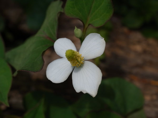 f:id:elmikamino:20100703130050j:image
