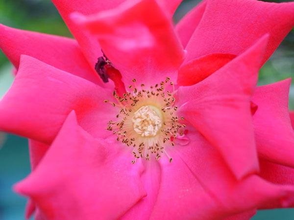 f:id:elmikamino:20100703130051j:image