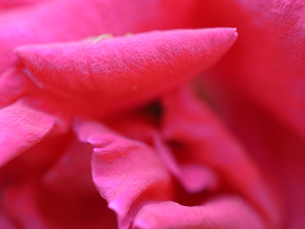 f:id:elmikamino:20100703130052j:image
