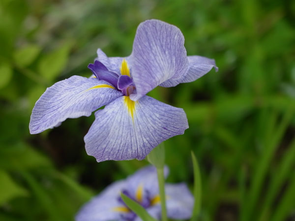 f:id:elmikamino:20100703130053j:image