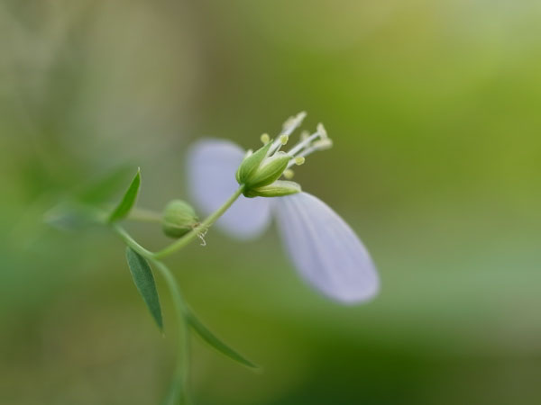 f:id:elmikamino:20100703130056j:image