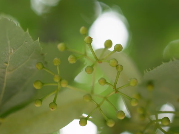 f:id:elmikamino:20100704105135j:image