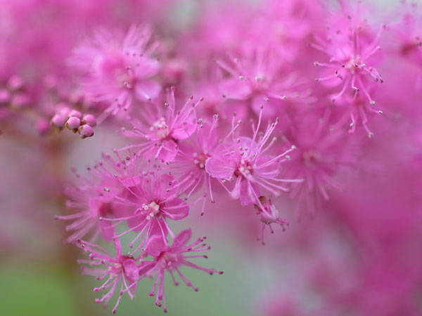 f:id:elmikamino:20100704105136j:image