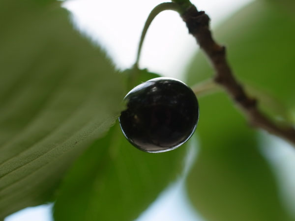 f:id:elmikamino:20100704105138j:image