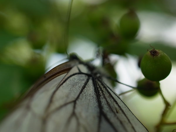 f:id:elmikamino:20100704105140j:image