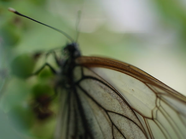 f:id:elmikamino:20100704105141j:image