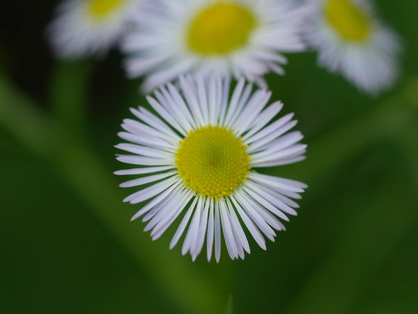 f:id:elmikamino:20100704105143j:image