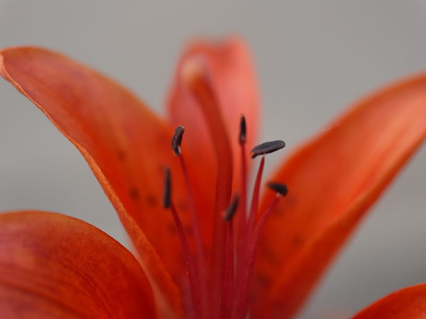 f:id:elmikamino:20100704105144j:image