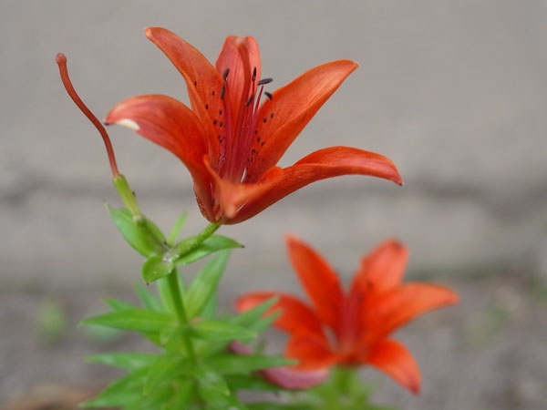 f:id:elmikamino:20100704105145j:image