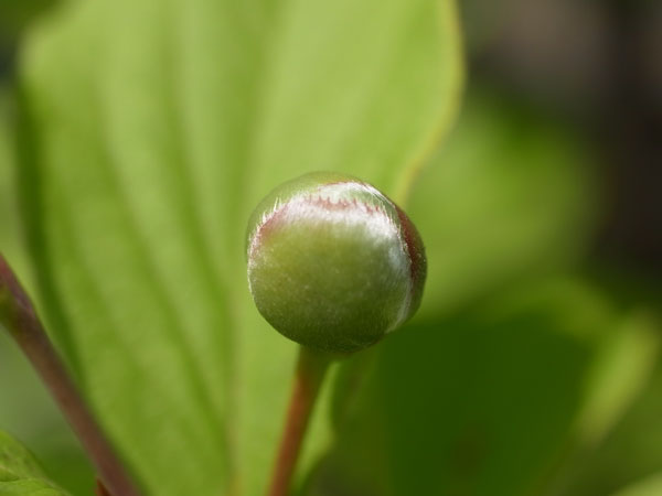 f:id:elmikamino:20100704105146j:image