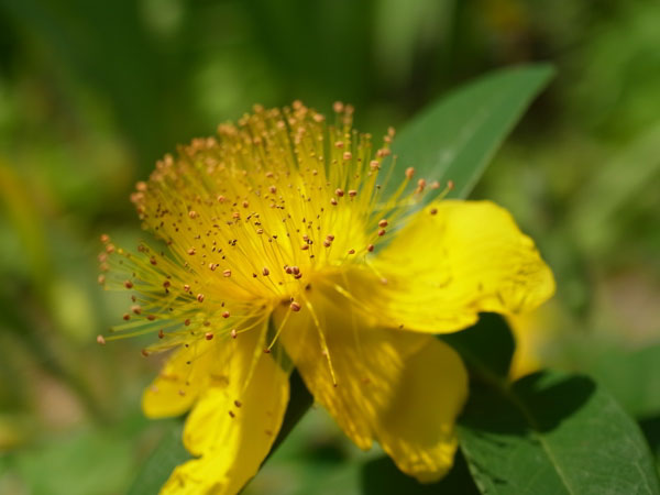 f:id:elmikamino:20100704105147j:image