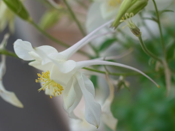 f:id:elmikamino:20100704105148j:image