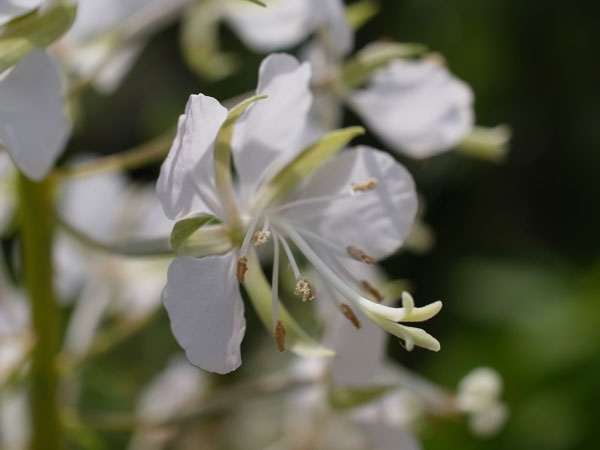f:id:elmikamino:20100704105149j:image