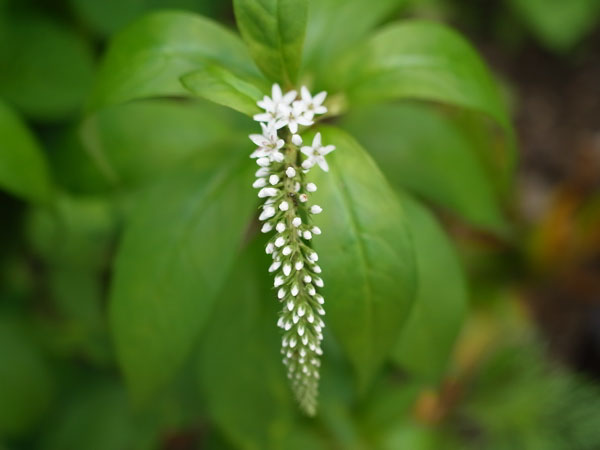 f:id:elmikamino:20100704105150j:image