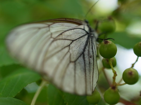 f:id:elmikamino:20100704105151j:image