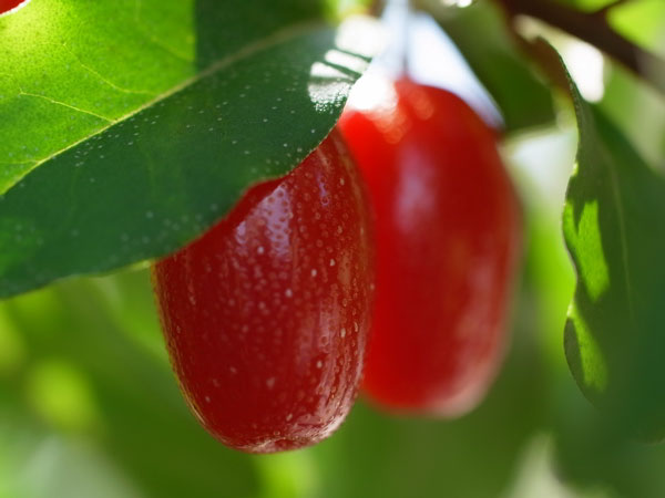 f:id:elmikamino:20100704105153j:image