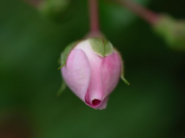 f:id:elmikamino:20100709094959j:image f:id:elmikamino:20100709094959j:image