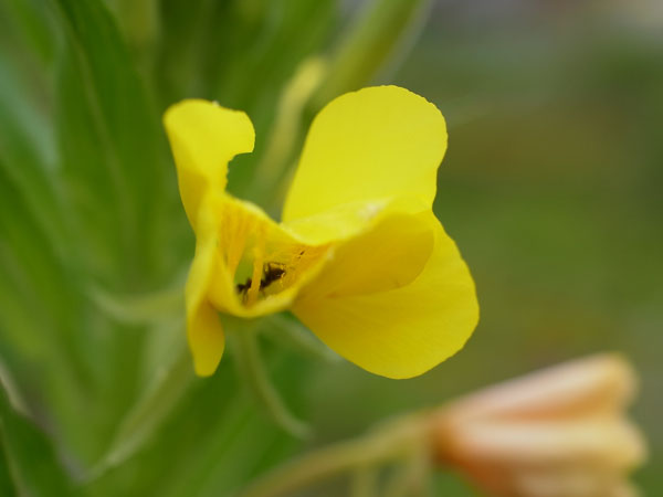 f:id:elmikamino:20100709095229j:image f:id:elmikamino:20100709095229j:image