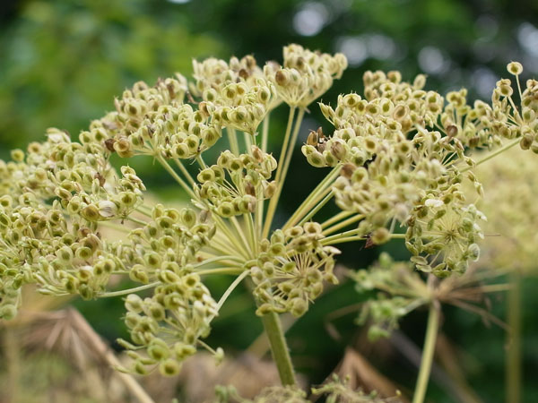 f:id:elmikamino:20100709100256j:image f:id:elmikamino:20100709100256j:image