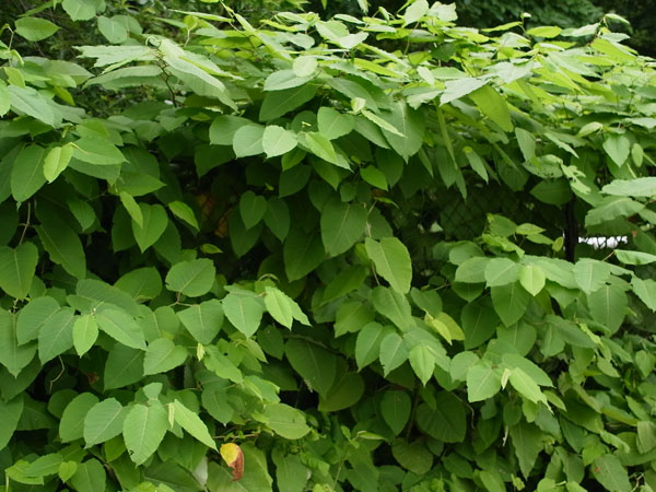 f:id:elmikamino:20100709100340j:image f:id:elmikamino:20100709100340j:image