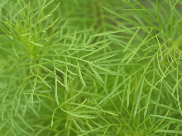 f:id:elmikamino:20100709100540j:image f:id:elmikamino:20100709100540j:image