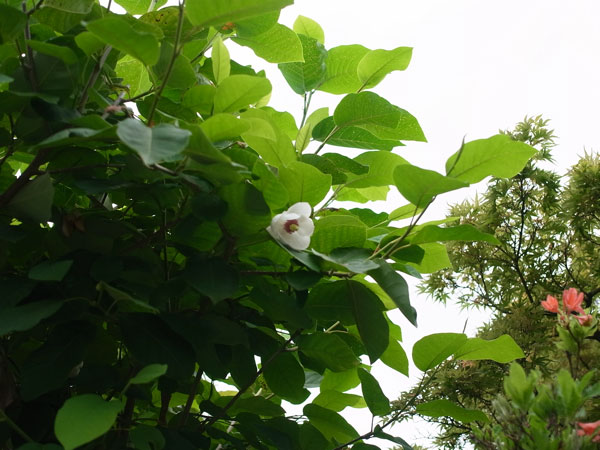 f:id:elmikamino:20100709102149j:image f:id:elmikamino:20100709102149j:image