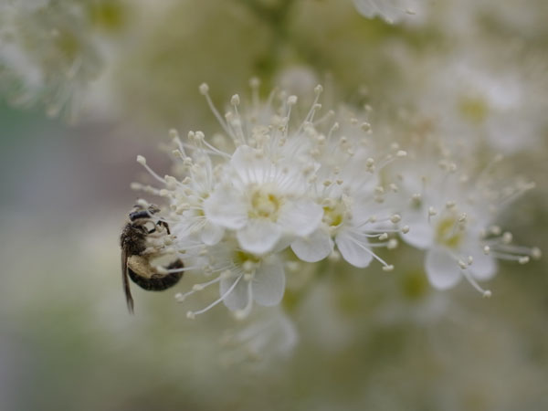 f:id:elmikamino:20100709102501j:image f:id:elmikamino:20100709102501j:image