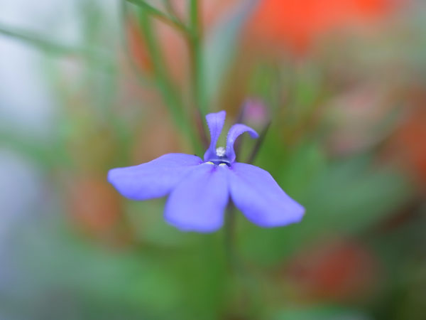 f:id:elmikamino:20100709102545j:image f:id:elmikamino:20100709102545j:image