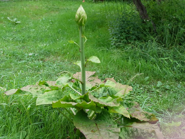 f:id:elmikamino:20100709102838j:image f:id:elmikamino:20100709102838j:image