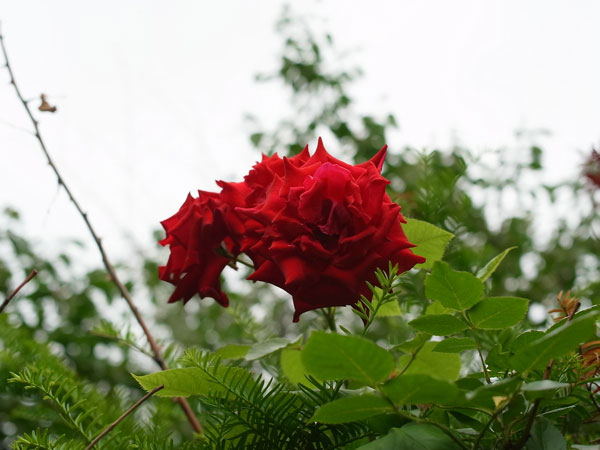 f:id:elmikamino:20100709103048j:image f:id:elmikamino:20100709103048j:image