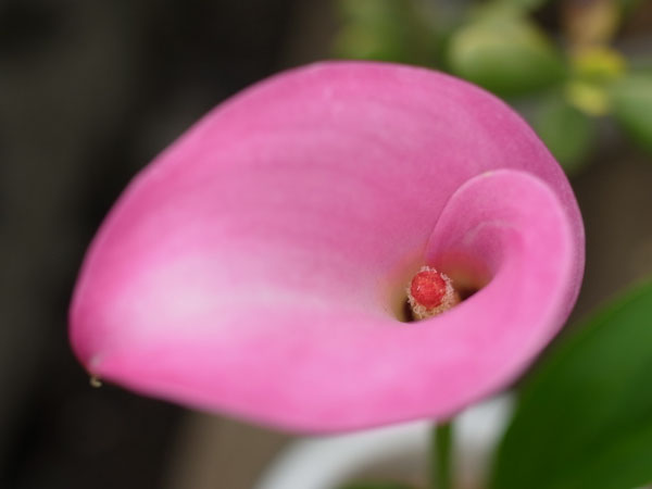 f:id:elmikamino:20100709103429j:image f:id:elmikamino:20100709103429j:image