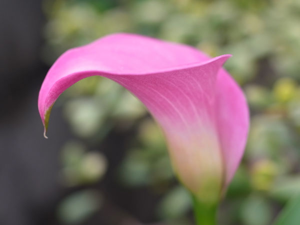 f:id:elmikamino:20100709103441j:image f:id:elmikamino:20100709103441j:image