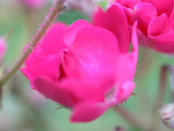 f:id:elmikamino:20100709103859j:image f:id:elmikamino:20100709103859j:image