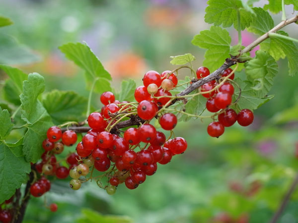 f:id:elmikamino:20100709103949j:image f:id:elmikamino:20100709103949j:image