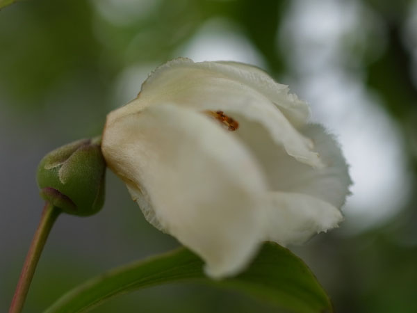 f:id:elmikamino:20100709104950j:image f:id:elmikamino:20100709104950j:image