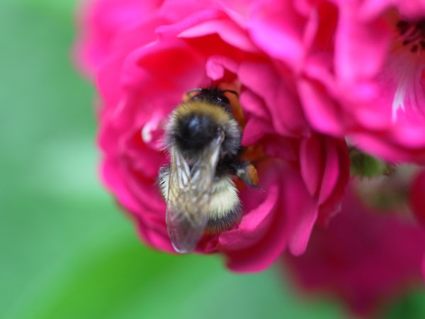 f:id:elmikamino:20100709105301j:image f:id:elmikamino:20100709105301j:image