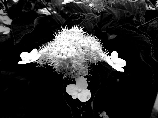 f:id:elmikamino:20100715201026j:image