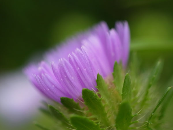 f:id:elmikamino:20100719111823j:image f:id:elmikamino:20100719111823j:image