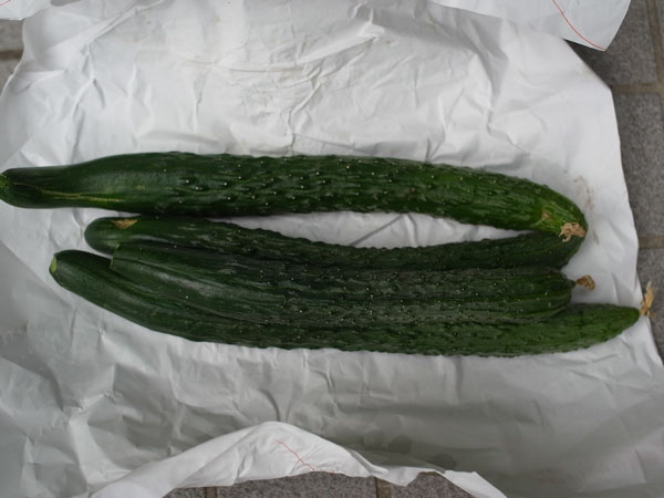 f:id:elmikamino:20100719111824j:image f:id:elmikamino:20100719111824j:image