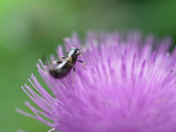 f:id:elmikamino:20100719111825j:image f:id:elmikamino:20100719111825j:image