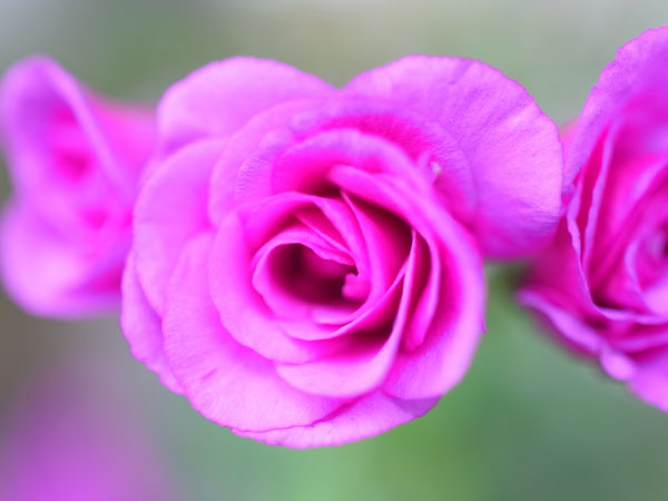 f:id:elmikamino:20100719111826j:image f:id:elmikamino:20100719111826j:image