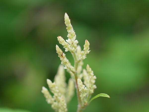 f:id:elmikamino:20100719111827j:image f:id:elmikamino:20100719111827j:image